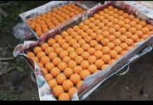 सुगौली में जीत का जश्न शुरू! मतगणना से पहले ही NDA समर्थकों में उत्सव का माहौल, 500 किलो लड्डू की तैयारी