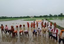 किसानों के साथ खेत में उतरे परिषद के सदस्य, धान की रोपाई कर अन्नदाताओं का बढ़ाया सम्मान